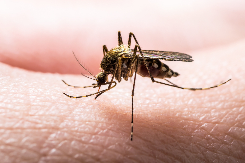עזרה ראשונה להתגבר על עקיצות אגס, חרקים קטנים הדומים ליתושים