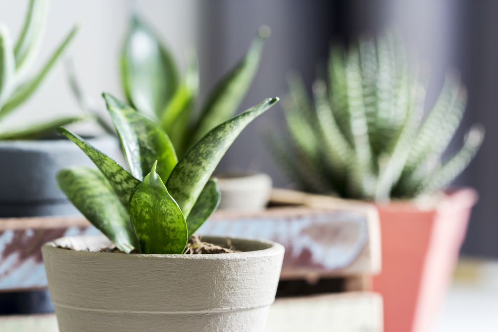 이 7가지 식물은 방을 아름답게 할 뿐만 아니라 숙면에 도움이 됩니다.