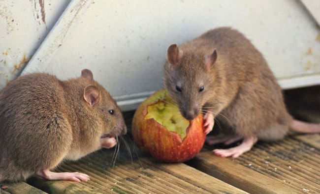 Atent! Aceste 6 boli periculoase cauzate de șobolani