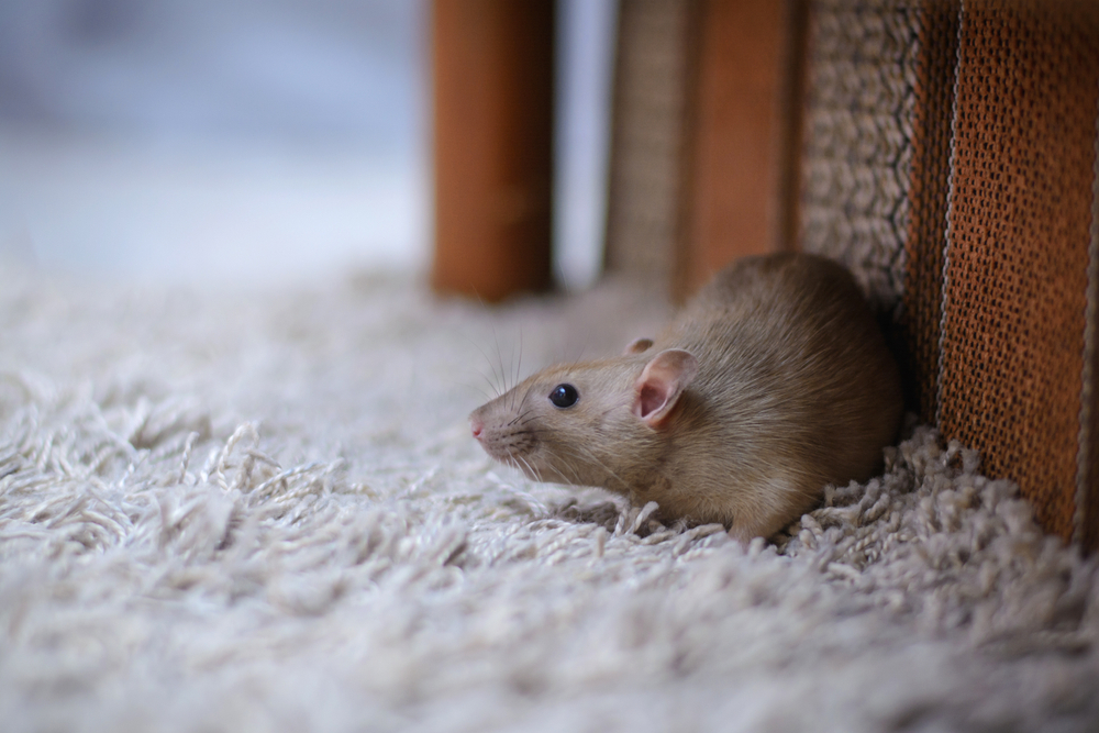 Понять опасность укуса крысы и первую помощь при ране