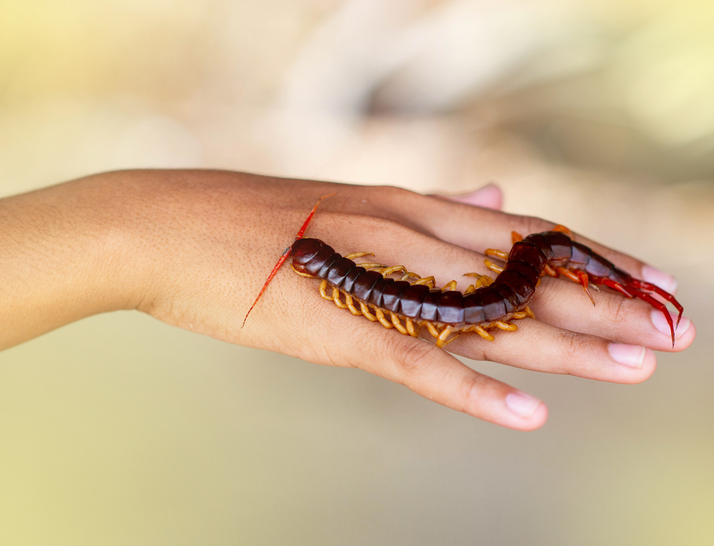 Recunoașteți simptomele mușcatului de centipede și modul corect de prim ajutor