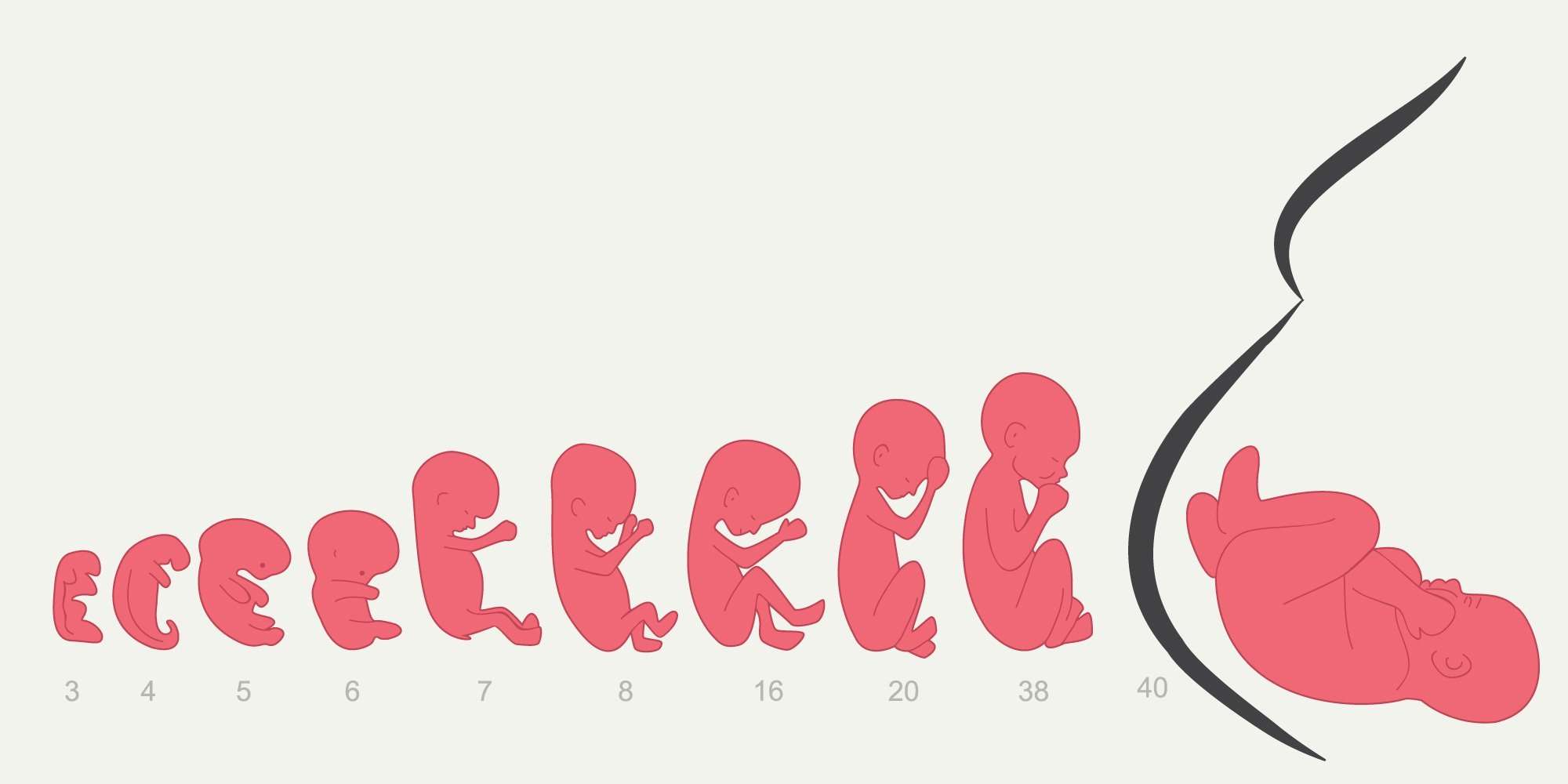 שלבי התפתחות העובר ברחם מדי שבוע עד ליום הלידה