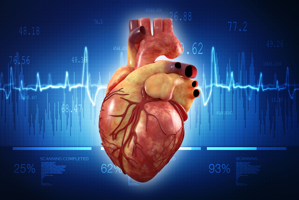발생할 수 있는 부분, 기능 및 질병을 포함한 심장의 해부학적 검토
