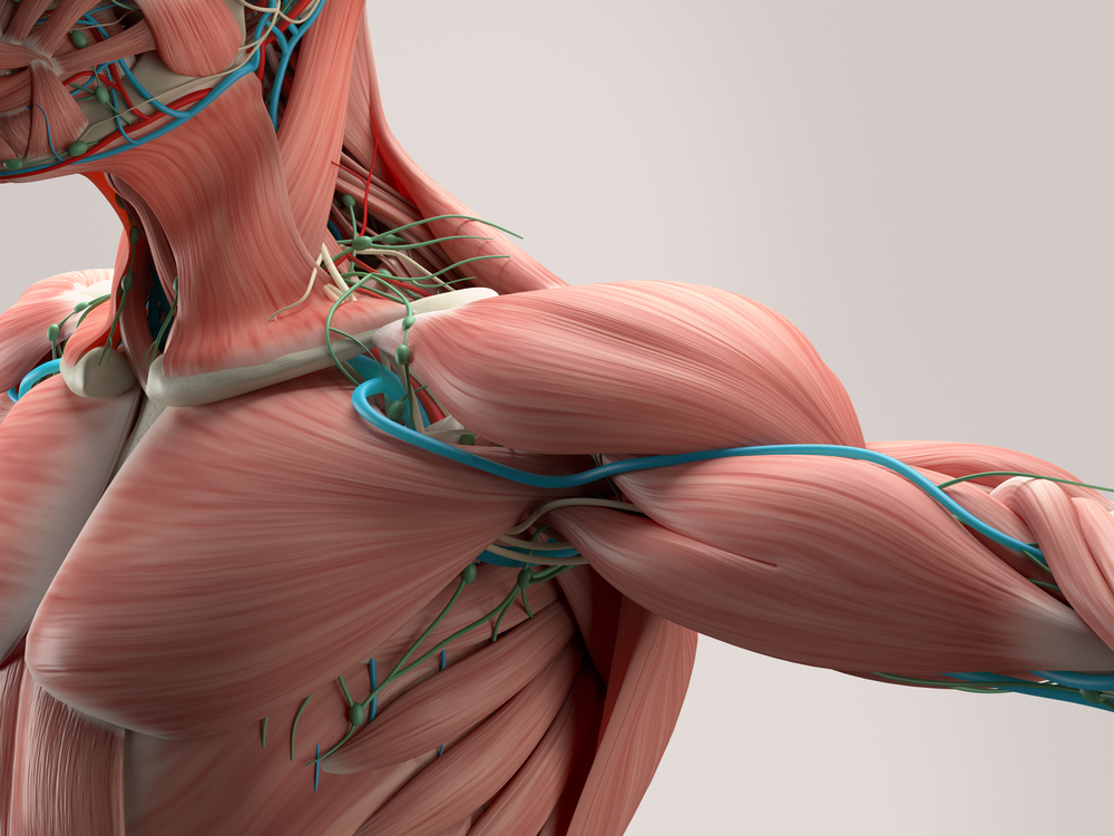 הבנת המנגנון של עבודת השרירים בגוף האדם