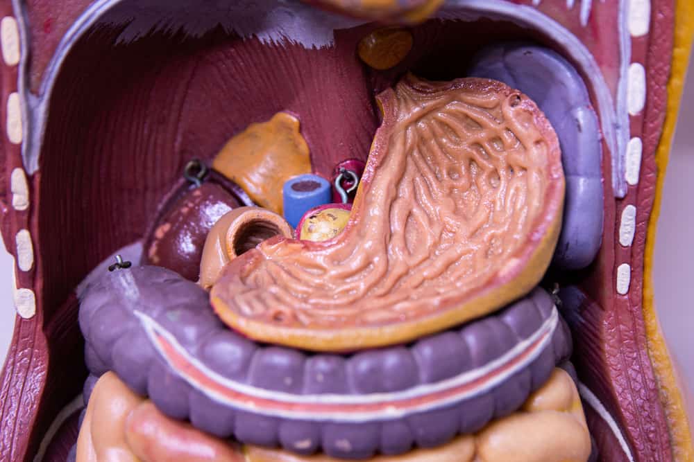 Anatomia și funcția stomacului uman în sistemul digestiv
