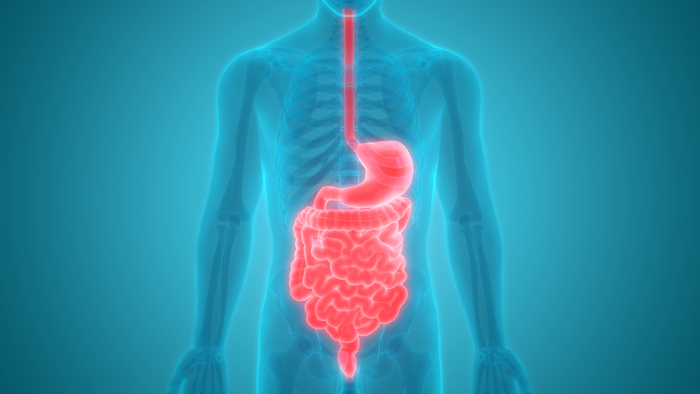 Înțelegerea funcției și anatomiei sistemului digestiv uman