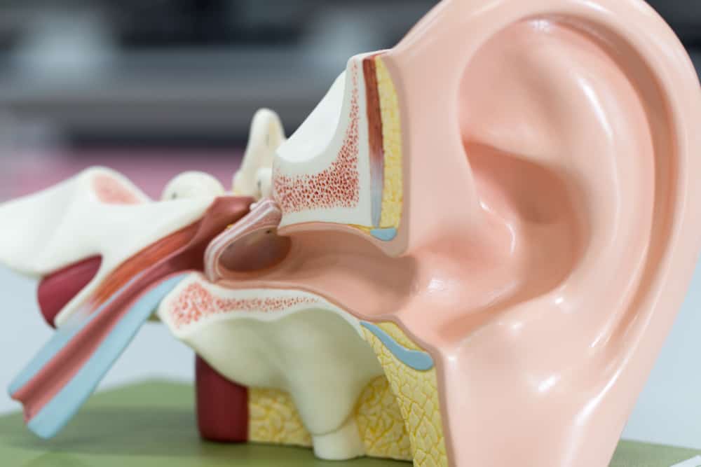 Gyerünk, tanulja meg felismerni a fül anatómiáját és az egyes funkciókat