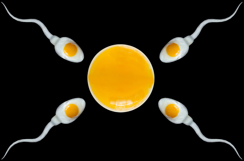 Oogenesis, תהליך היווצרותם של תאי ביצה נשיים