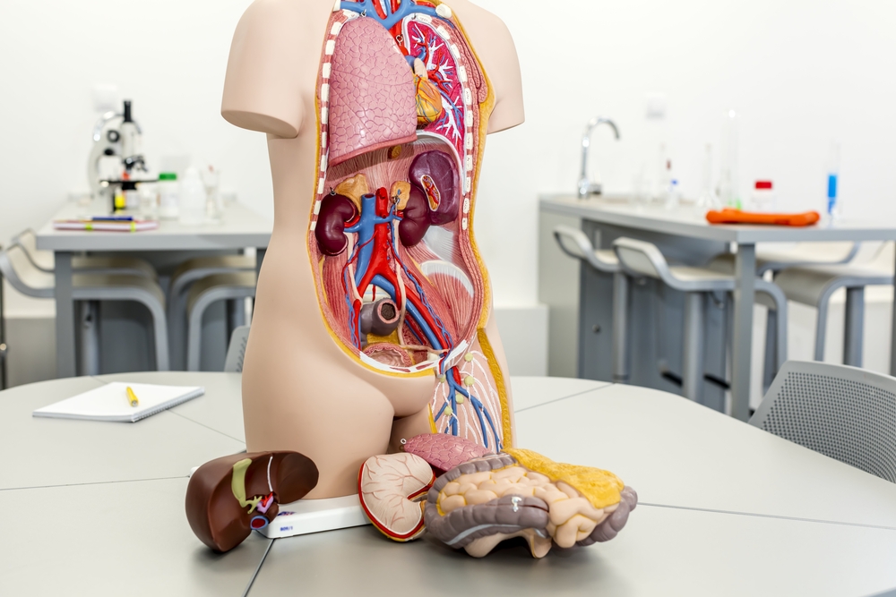 인체 해부학: 인체 장기 시스템 이해