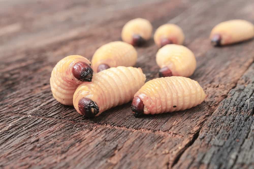 3 дивовижні переваги гусениць саго для здоров'я організму (смієтеся спробувати?)