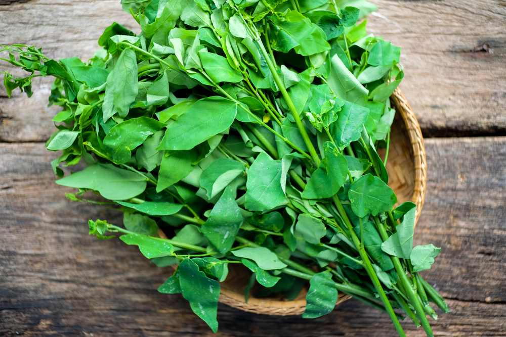 7 avantages des feuilles de katuk pour la santé, y compris pour les mères qui allaitent