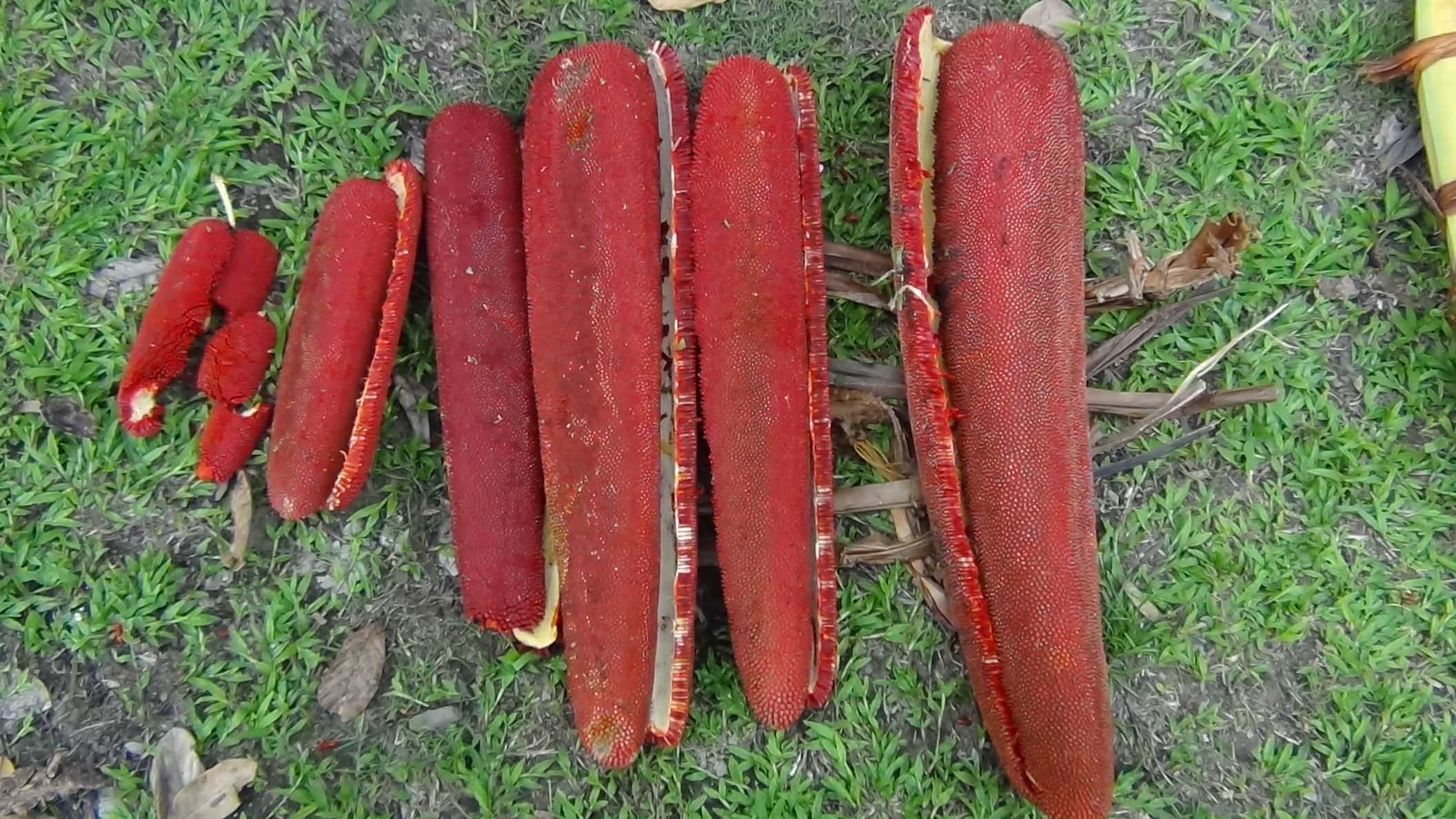5 fantastiska fördelar med papuansk röd frukt