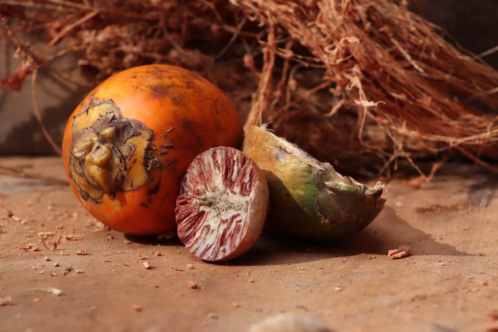 5 fördelar med Areca-nötter, från att öka uthålligheten till att förebygga cancer
