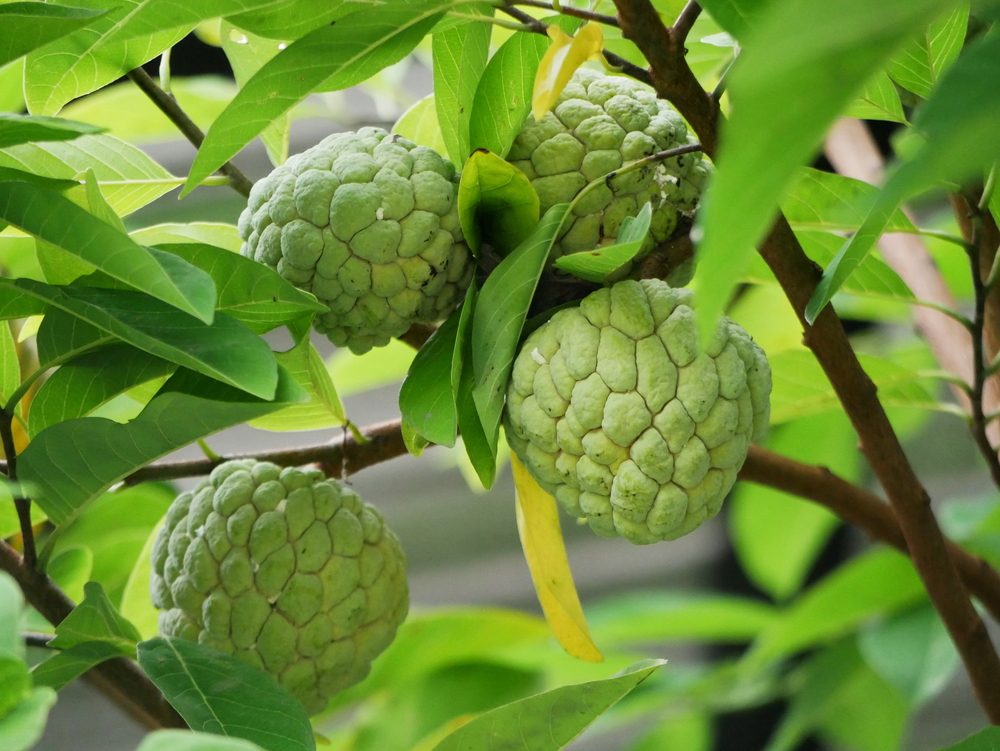 Peek 7 Beneficios de la fruta Srikaya para la salud de su cuerpo