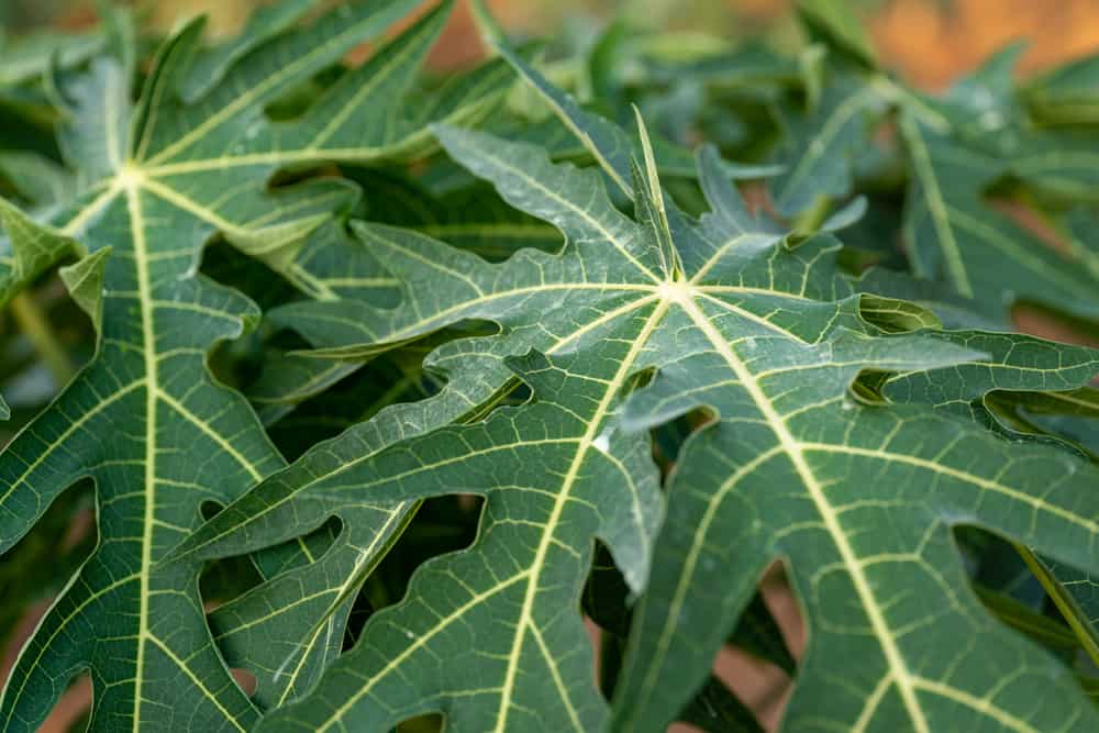 Хоча листя папайї гіркі, є 5 переваг для здоров’я організму