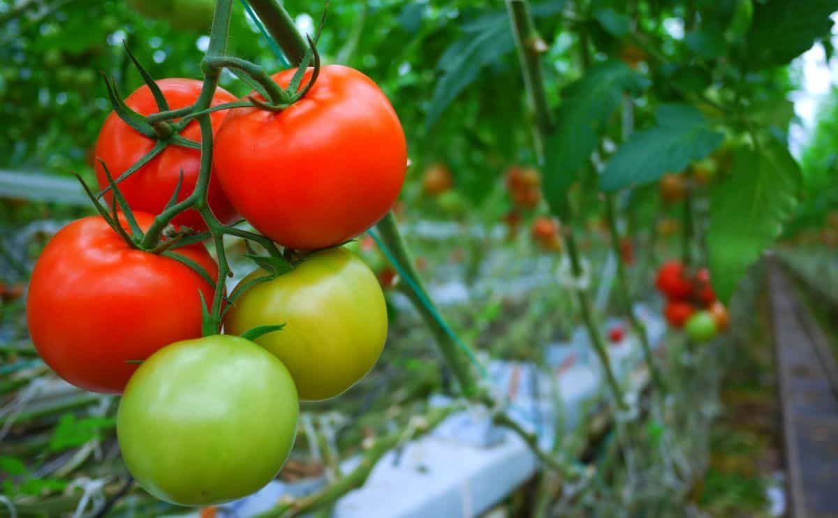 토마토를 더 자주 먹게 만드는 7가지 이점