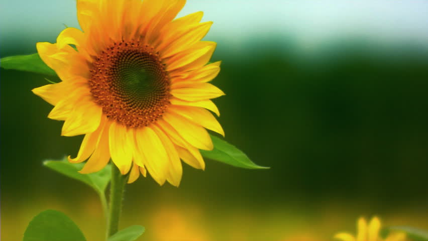 Beneficiile floarea soarelui, de la semințe la ulei