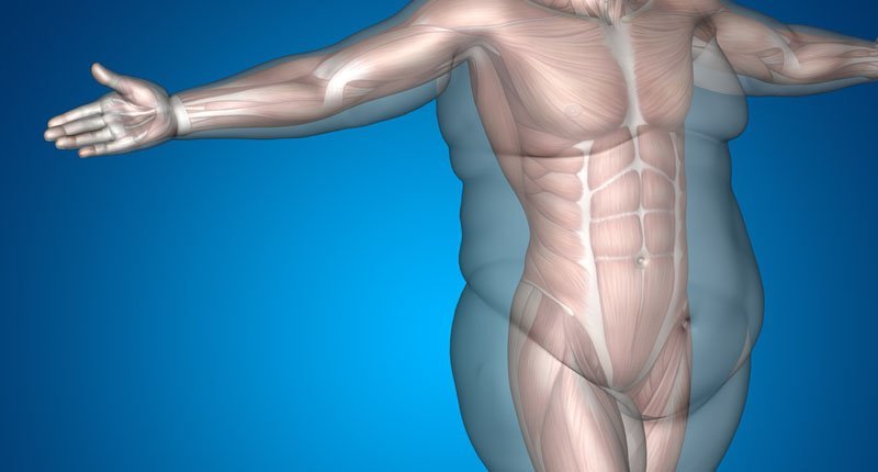 Надлишок жиру в організмі, де він зберігається?