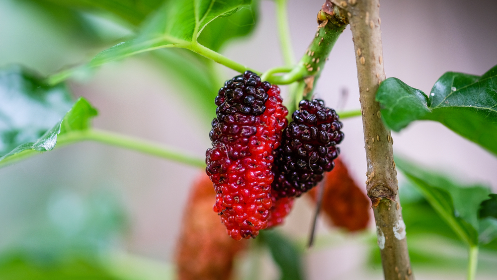 9 voordelen van moerbeifruit, van het verlagen van cholesterol tot het voorkomen van obesitas