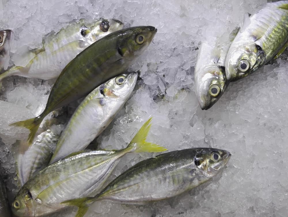 Peeling 7 prednosti Selar ribe za zdravlje tijela