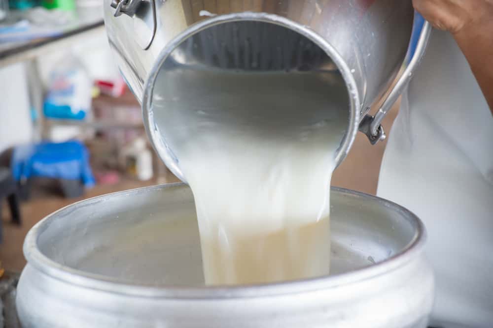 Este periculos să bei lapte crud de vacă?