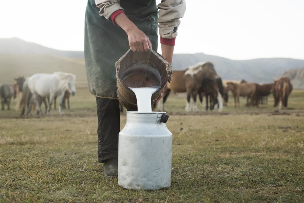 5 redenen waarom melk van wilde paarden gezonder is dan gewone koemelk