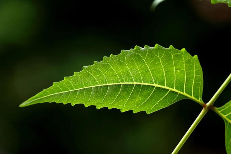 3 Beneficii ale frunzelor de neem (Intaran), o plantă medicinală versatilă