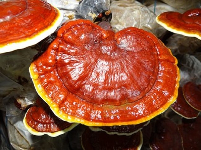 5 beneficii ale ciupercilor Lingzhi pentru sănătate, de la reumatism la cancer