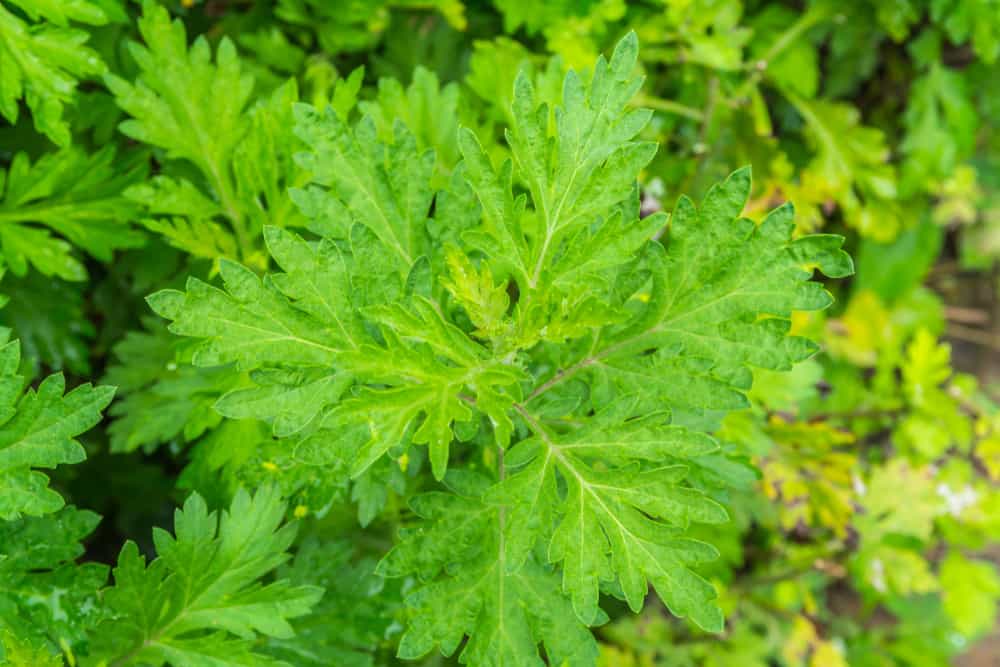 הכירו את Artemisia Annua, צמחי מרפא שיש להם את הפוטנציאל להרוג סרטן ומלריה