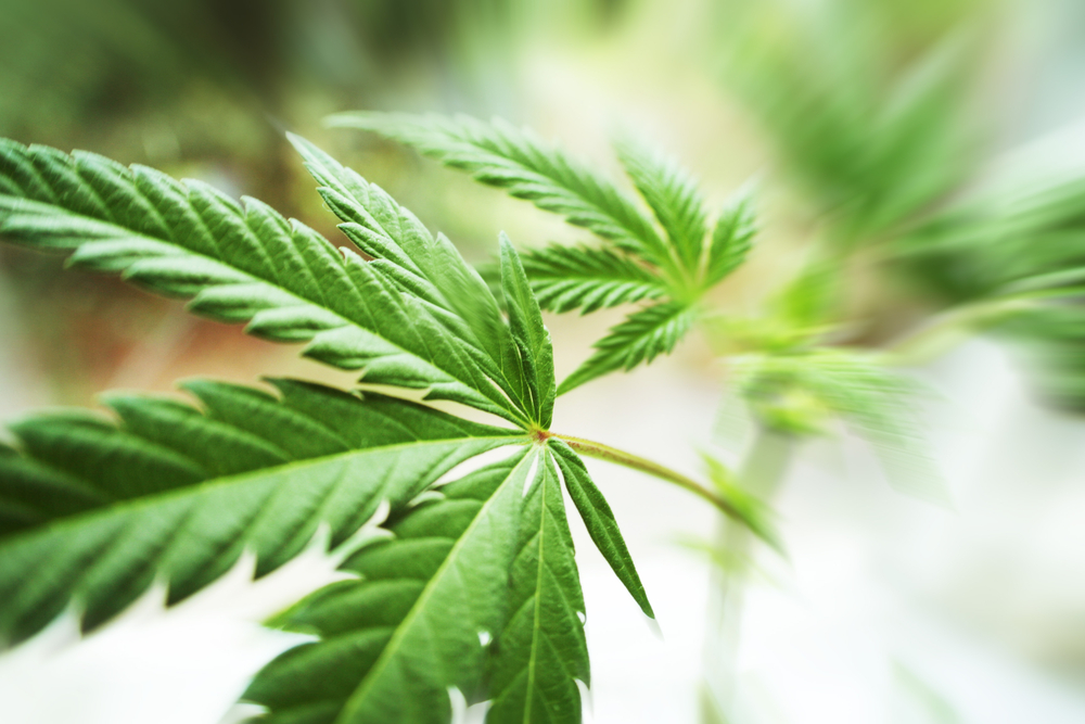 Gătitul frunzelor de canabis, este același efect ca și fumatul de marijuana?
