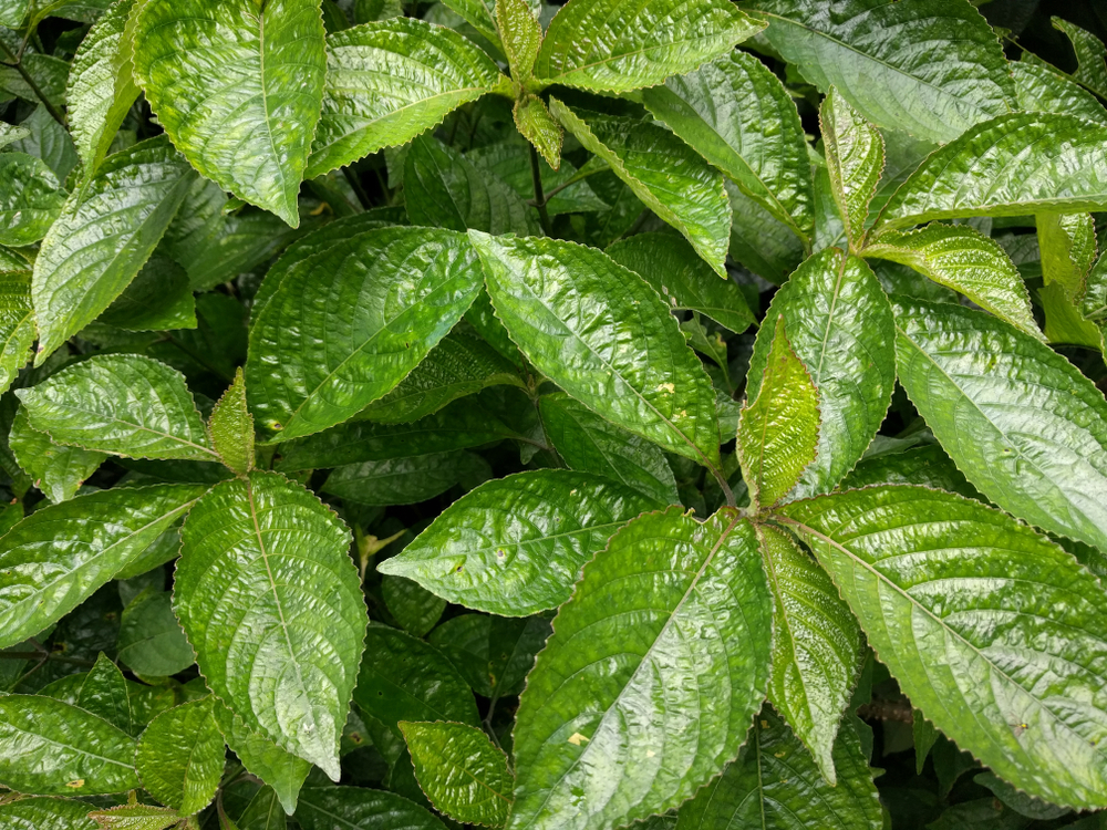3 основных преимущества листьев Vile Beling для здоровья тела