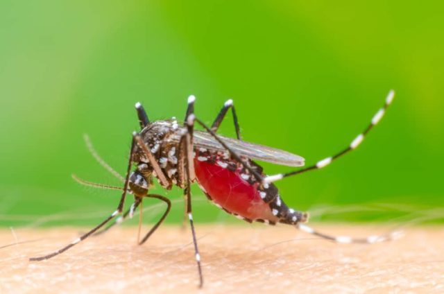 5 מאפיינים של יתוש קדחת דנגי (DHF) שאתה צריך לדעת