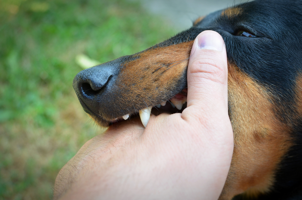 Atenție la transmiterea rabiei de la animale, acestea sunt caracteristicile câinilor infectați