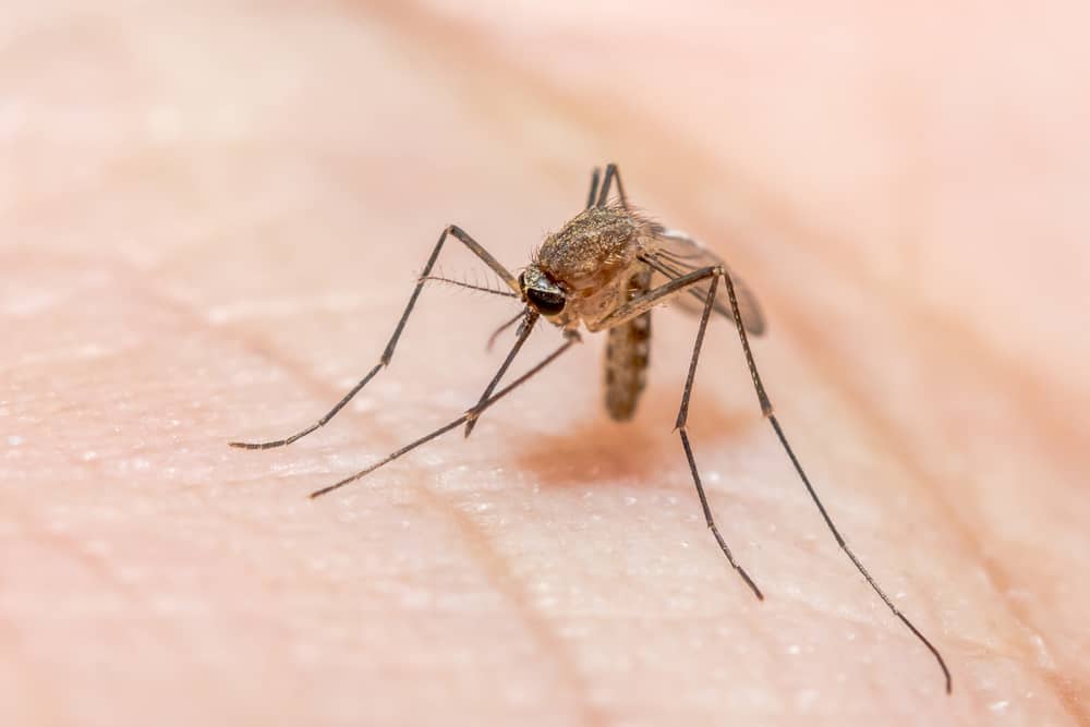 말라리아를 일으키는 Anopheles 모기의 특성을 알아보십시오.