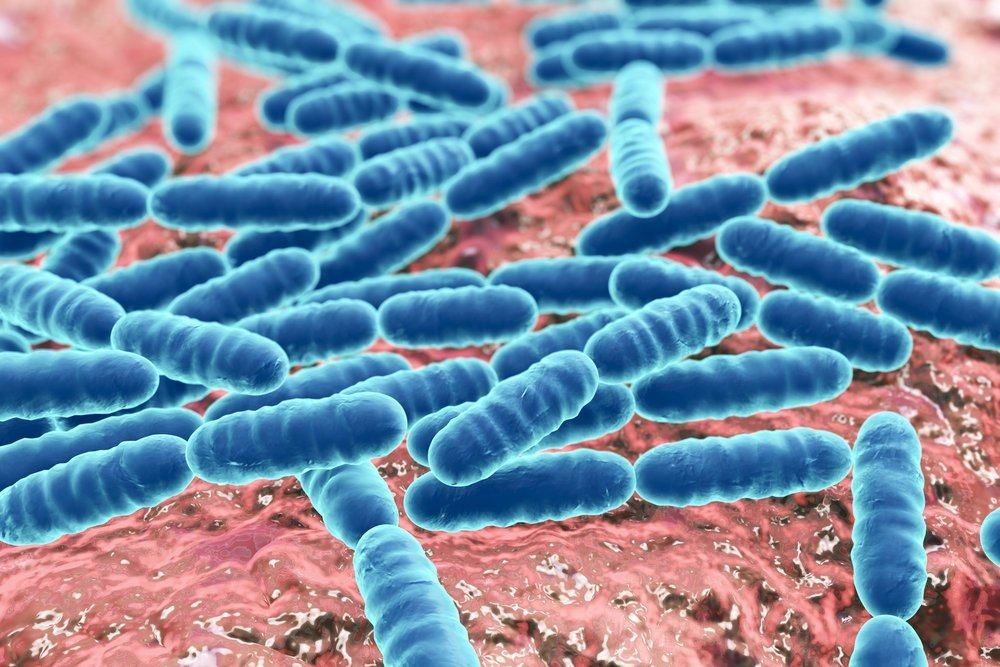 כיצד חיידקים יכולים להתפשט ולגרום למחלות?