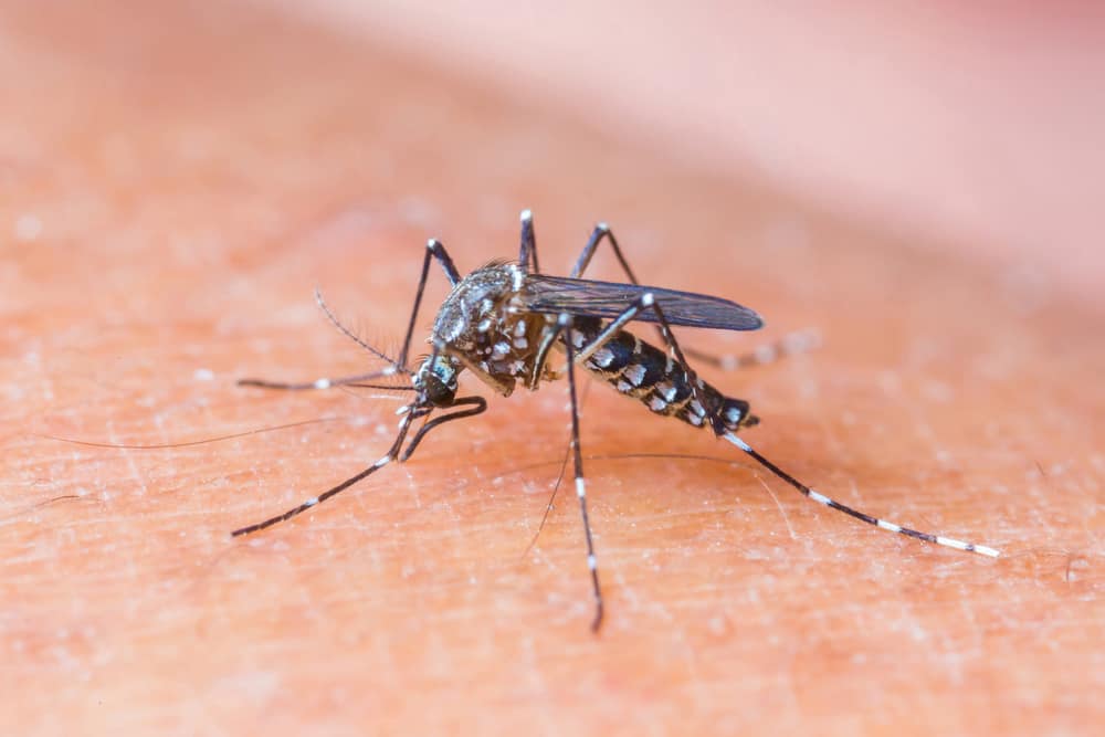 A Dengue-hemorrhagiás láz (DHF) okai és kockázati tényezői