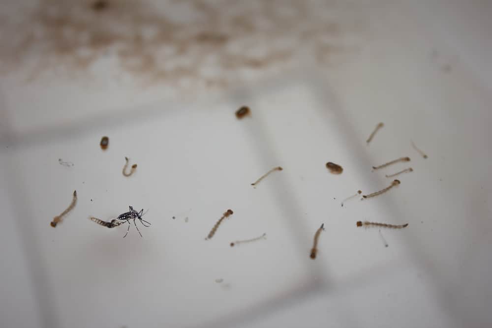 4 tipp, hogy megakadályozza, hogy háza szúnyogfészekké váljon